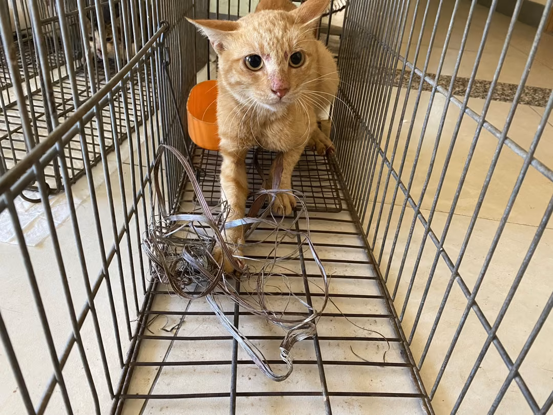 Gray-and-white young male mixed-breed cat, Small, shelter no. …5C05