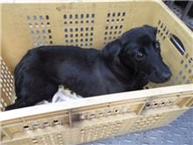 Black adult male mixed-breed dog, Medium, shelter no. …9170