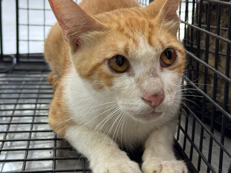 Orange-and-white adult male mixed-breed cat, Medium, shelter no. …0016