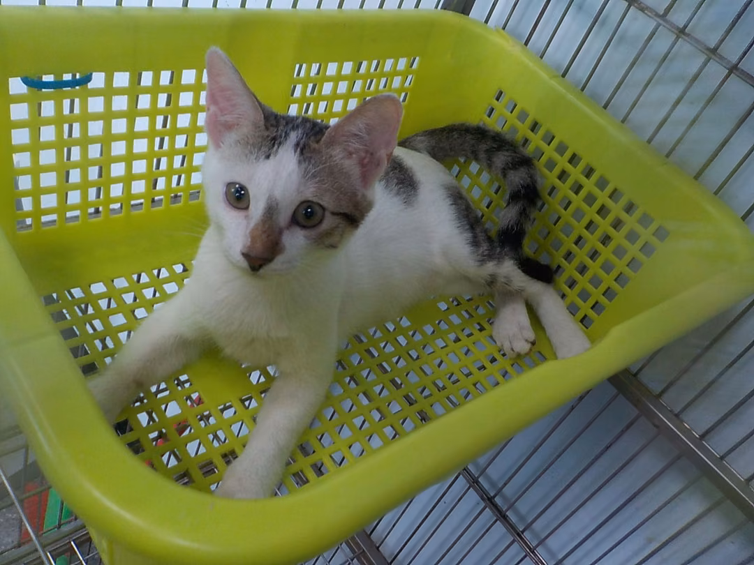 Tabby-and-white adult female mixed-breed cat, Small, shelter no. …05C2