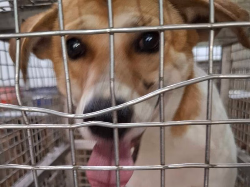 Tan-and-white adult male mixed-breed dog, Medium, shelter no. …2-07