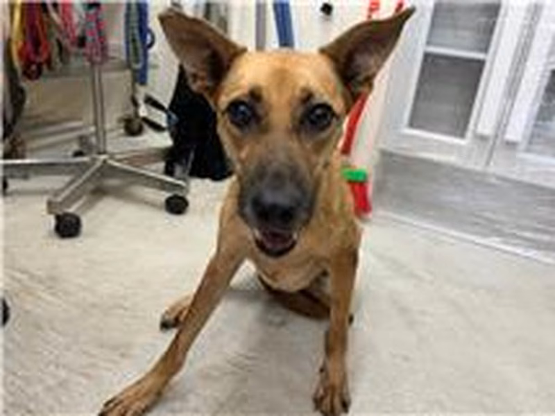 Tan adult female mixed-breed dog, Medium, shelter no. …0101