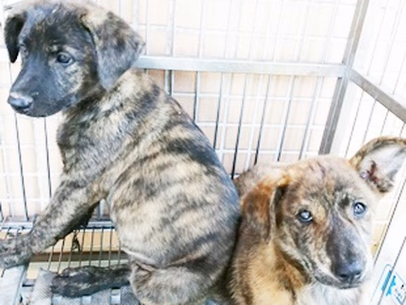 Tabby young female mixed-breed dog, Medium, shelter no. …0028
