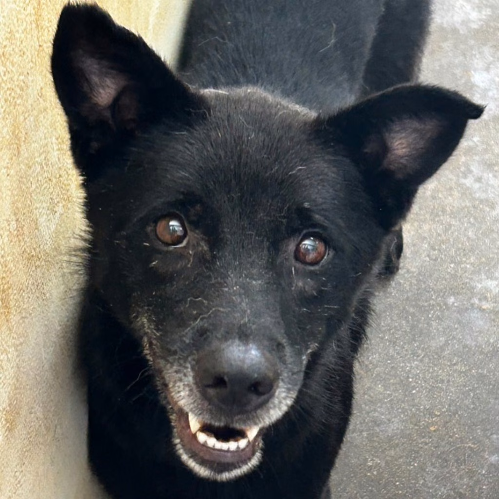 Black adult female mixed-breed dog, Large, shelter no. …9014