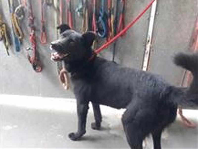 Black adult male mixed-breed dog, Medium, shelter no. …9002