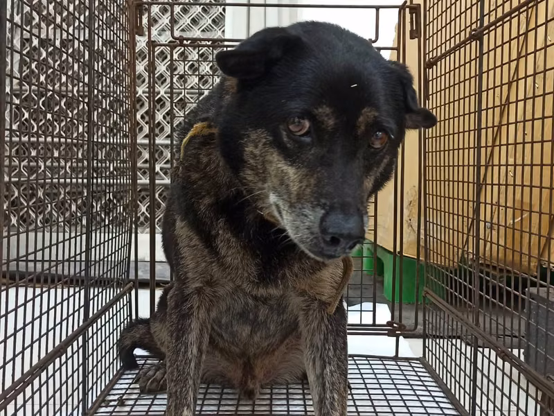 Black-and-gray adult male mixed-breed dog, Medium, shelter no. …6D01