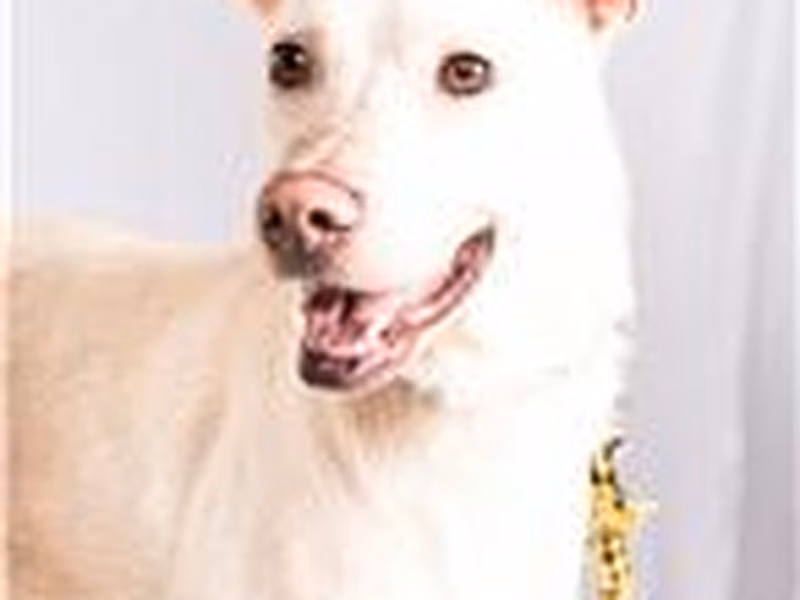 White adult male mixed-breed dog, Large, shelter no. …0501