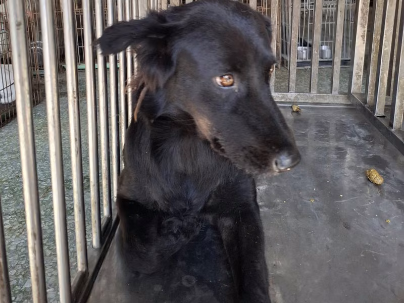 Black adult female mixed-breed dog, Medium, shelter no. …1-01