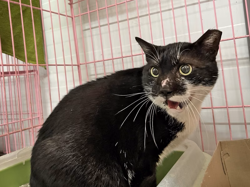 ミックス猫(オス・成猫・黒と白)、中型, 施設番号 …2301