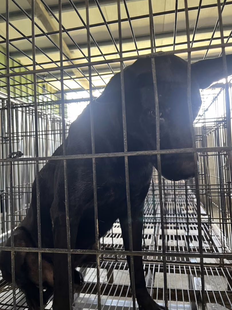 Black adult male mixed-breed dog, Medium, shelter no. …9001