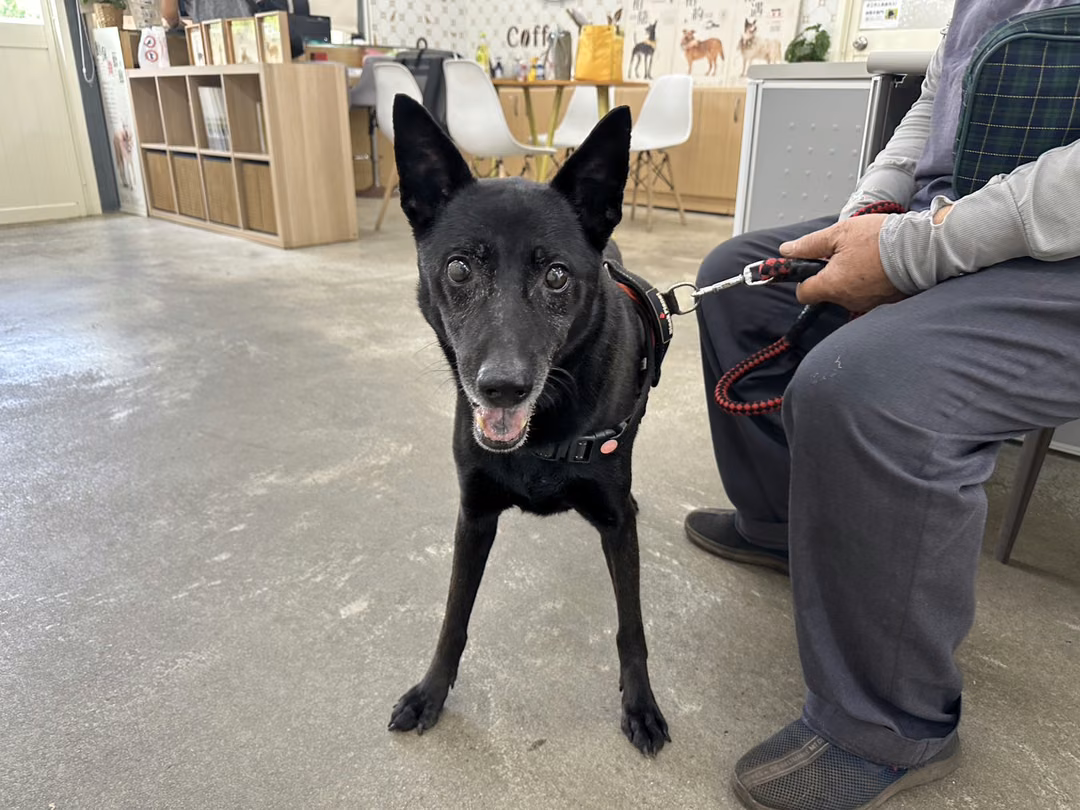 Black adult male mixed-breed dog, Medium, shelter no. …0603