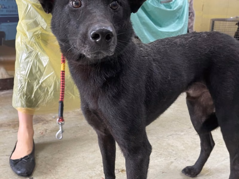 Black adult male mixed-breed dog, Medium, shelter no. …3004