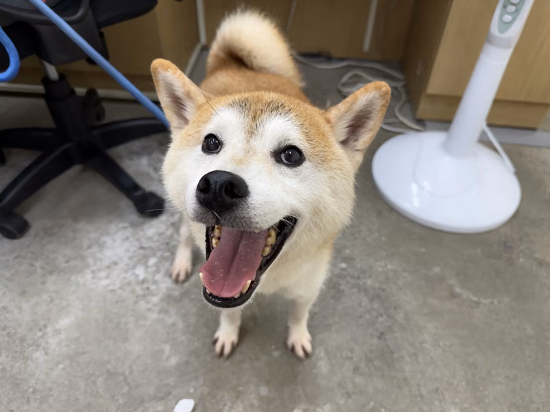 Tan-and-white adult male Shiba Inu, Medium, shelter no. …2706