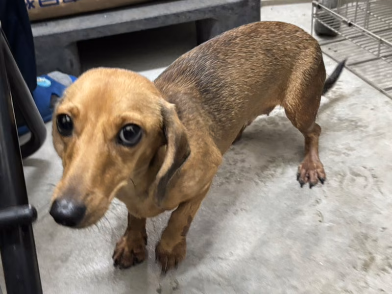 Brown adult female dachshund, Medium, shelter no. …0008