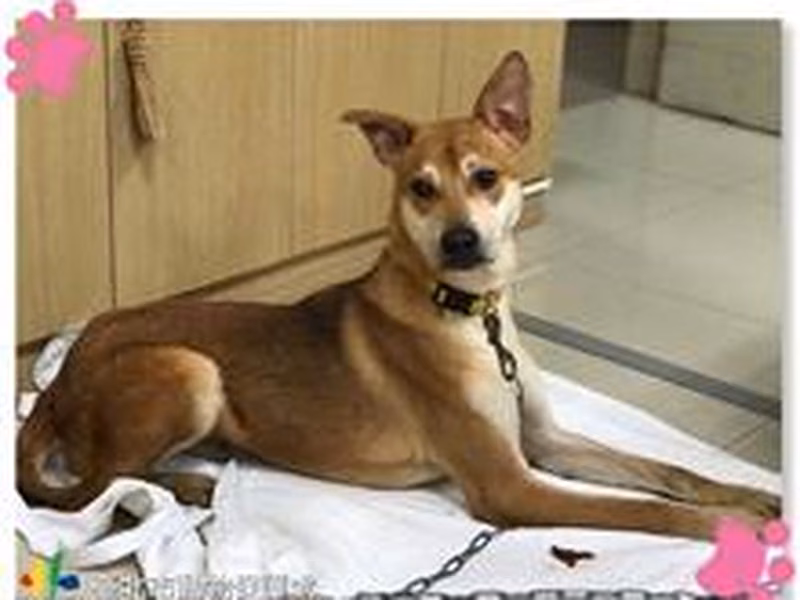 Tan adult male mixed-breed dog, Medium, shelter no. …1901