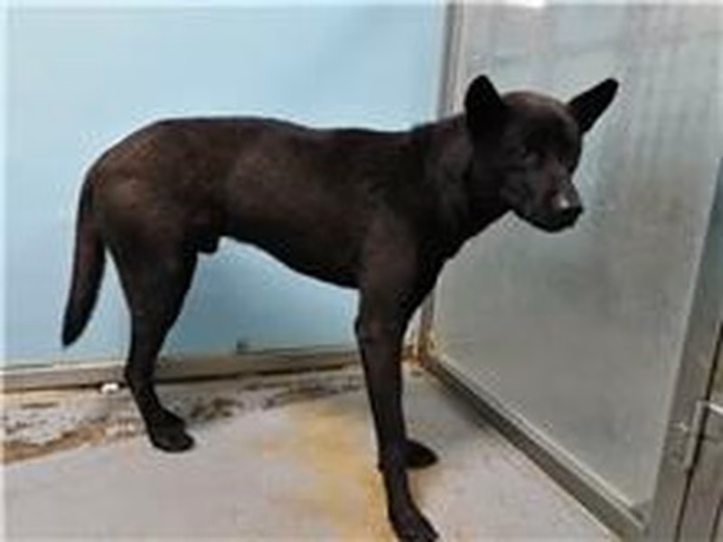 Black adult male mixed-breed dog, Medium, shelter no. …0901