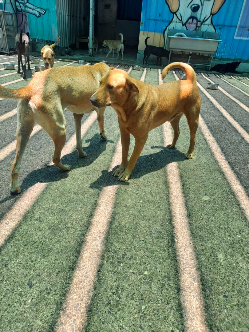 Tan adult male mixed-breed dog, Medium, shelter no. …6001