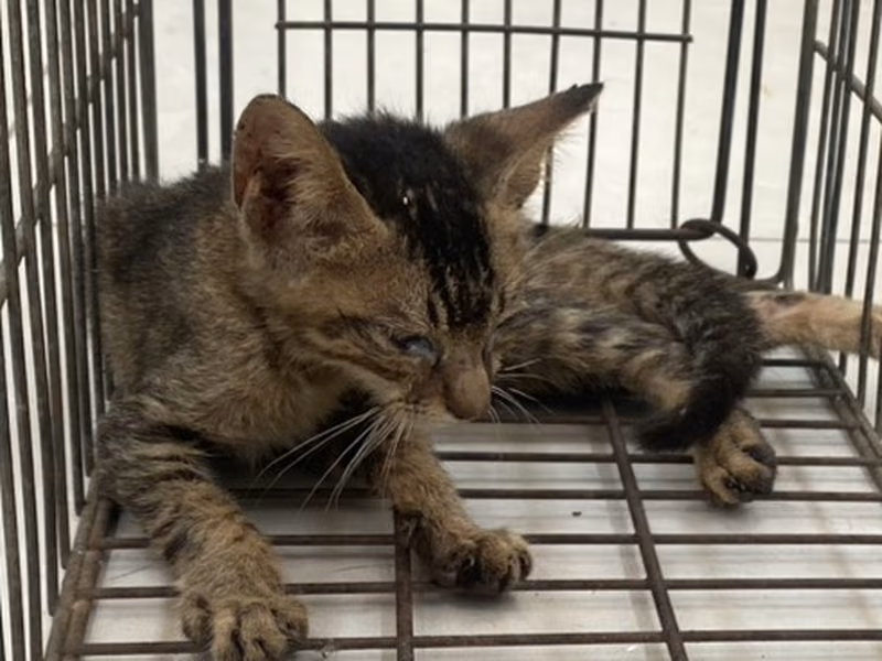 Black young female mixed-breed cat, Small, shelter no. …1C03