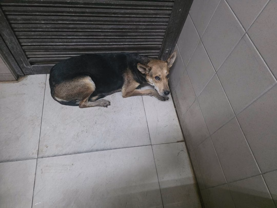 Black adult female mixed-breed dog, Large, shelter no. …2922