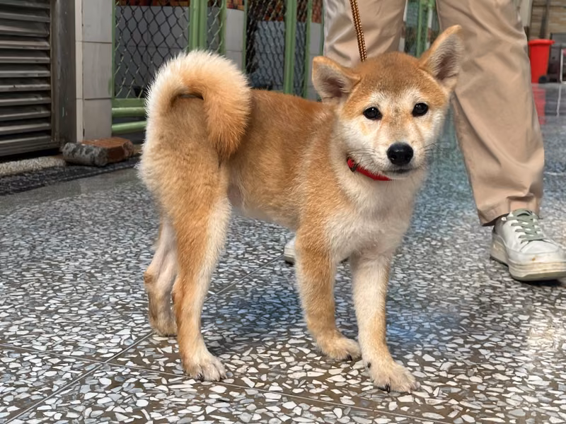 柴犬(オス・若い・茶)、小型, 施設番号 …19W8