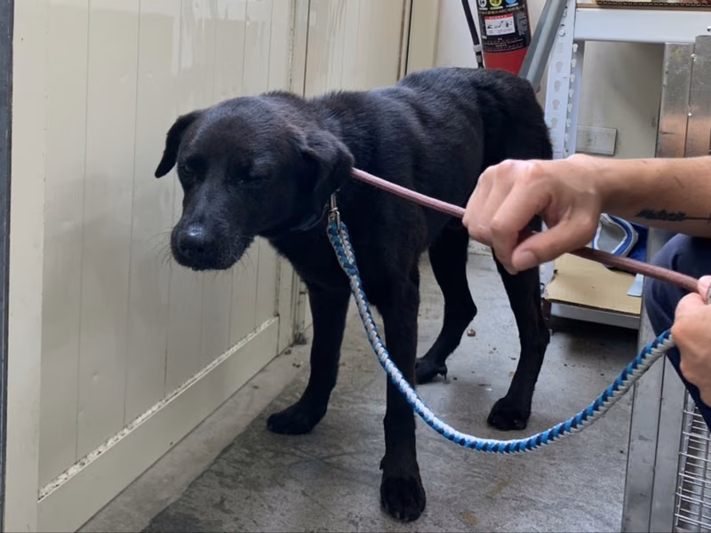Black adult male mixed-breed dog, Medium, shelter no. …0914