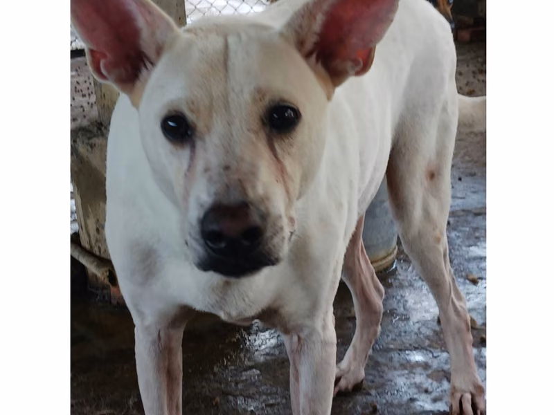White adult male mixed-breed dog, Small, shelter no. …060D