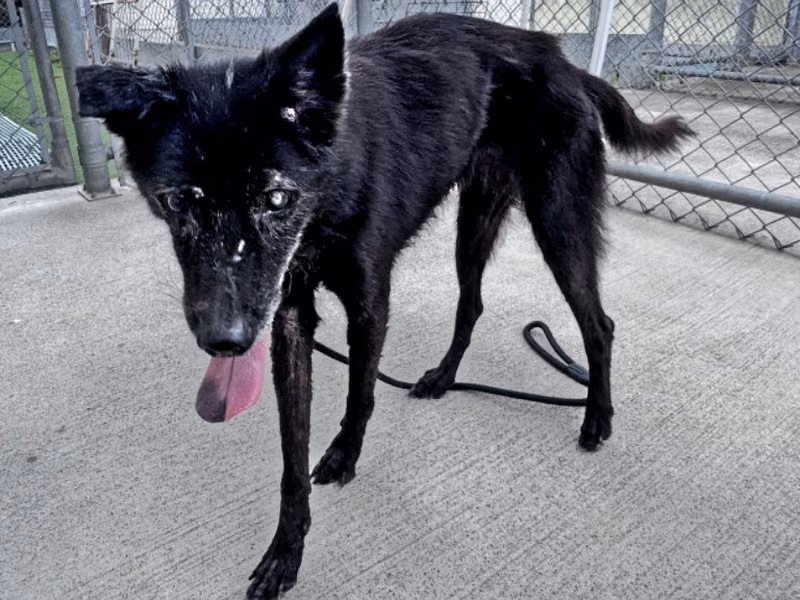 Black adult female mixed-breed dog, Medium, shelter no. …1819
