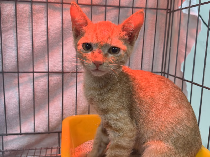 Orange tabby young male mixed-breed cat, Small, shelter no. …0002