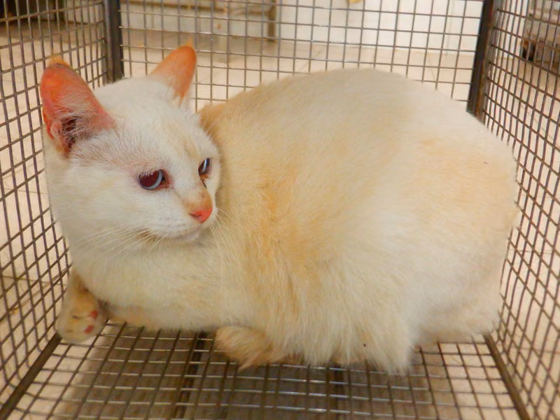 White adult female mixed-breed cat, Small, shelter no. …14C1