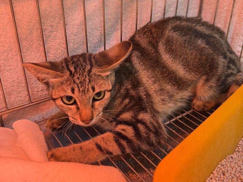 Tabby adult female mixed-breed cat, Small, shelter no. …4012
