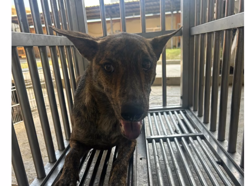 Black tabby adult female mixed-breed dog, Large, shelter no. …9027