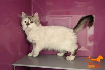 White-and-gray adult female domestic long-haired cat, shelter no. …4272