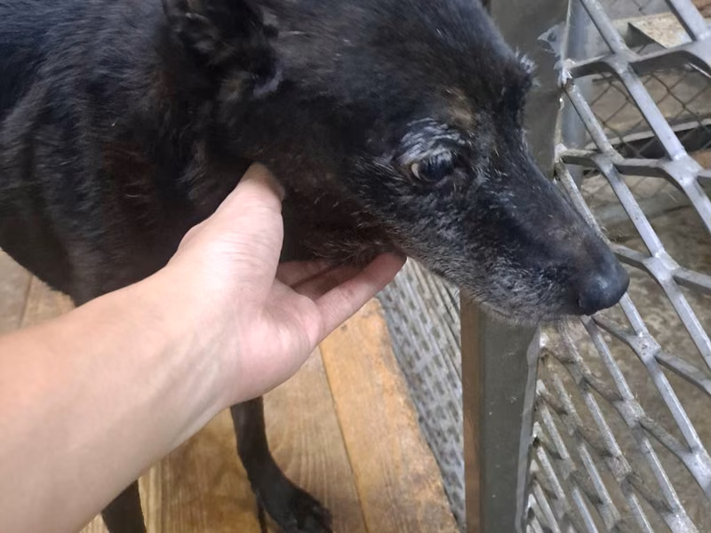 Tan adult female mixed-breed dog, Medium, shelter no. …0012