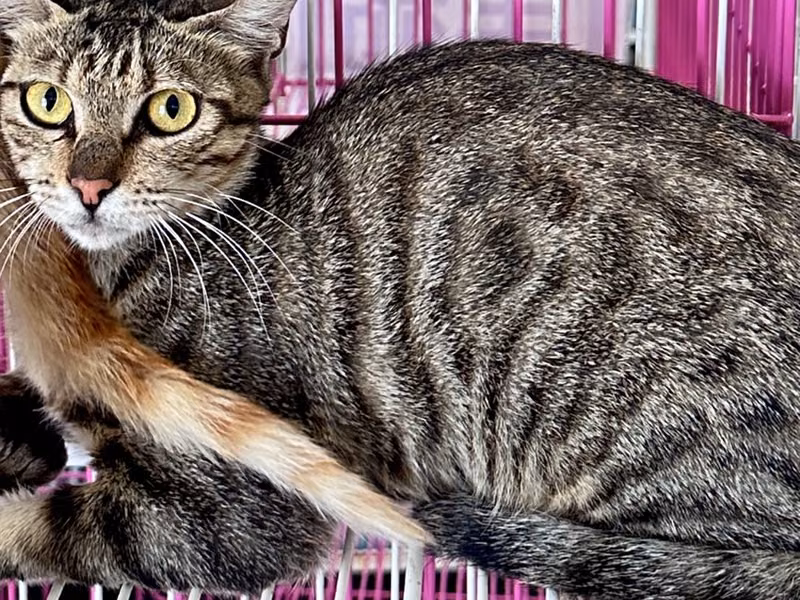 Tabby adult female mixed-breed cat, Large, shelter no. …9005