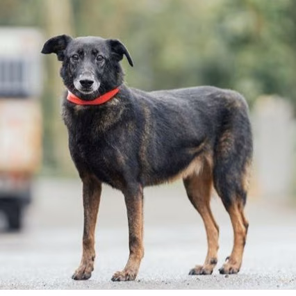 Black-and-tan adult female mixed-breed dog, Medium, shelter no. …2402