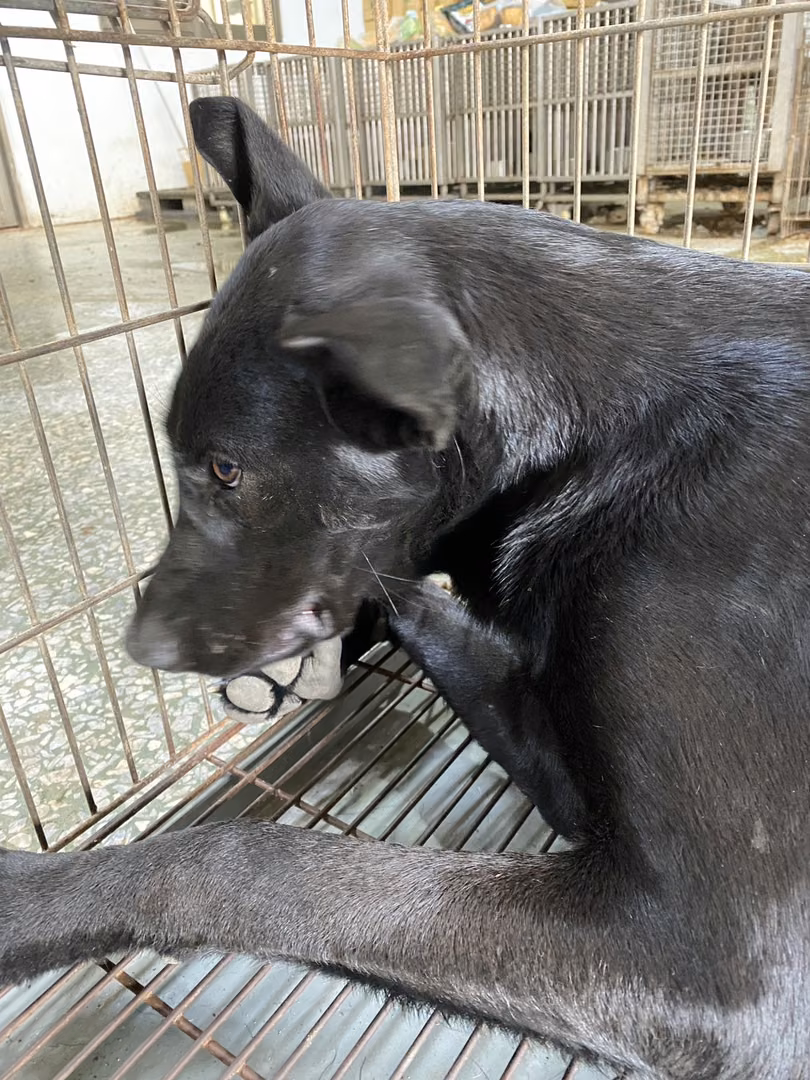 Black adult male mixed-breed dog, Medium, shelter no. …1-05