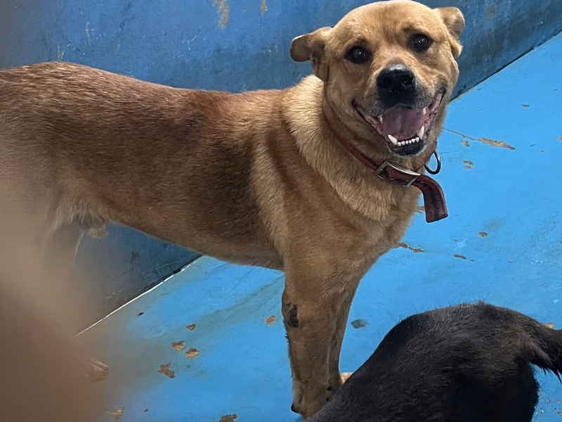 Brown adult male mixed-breed dog, Large, shelter no. …1009