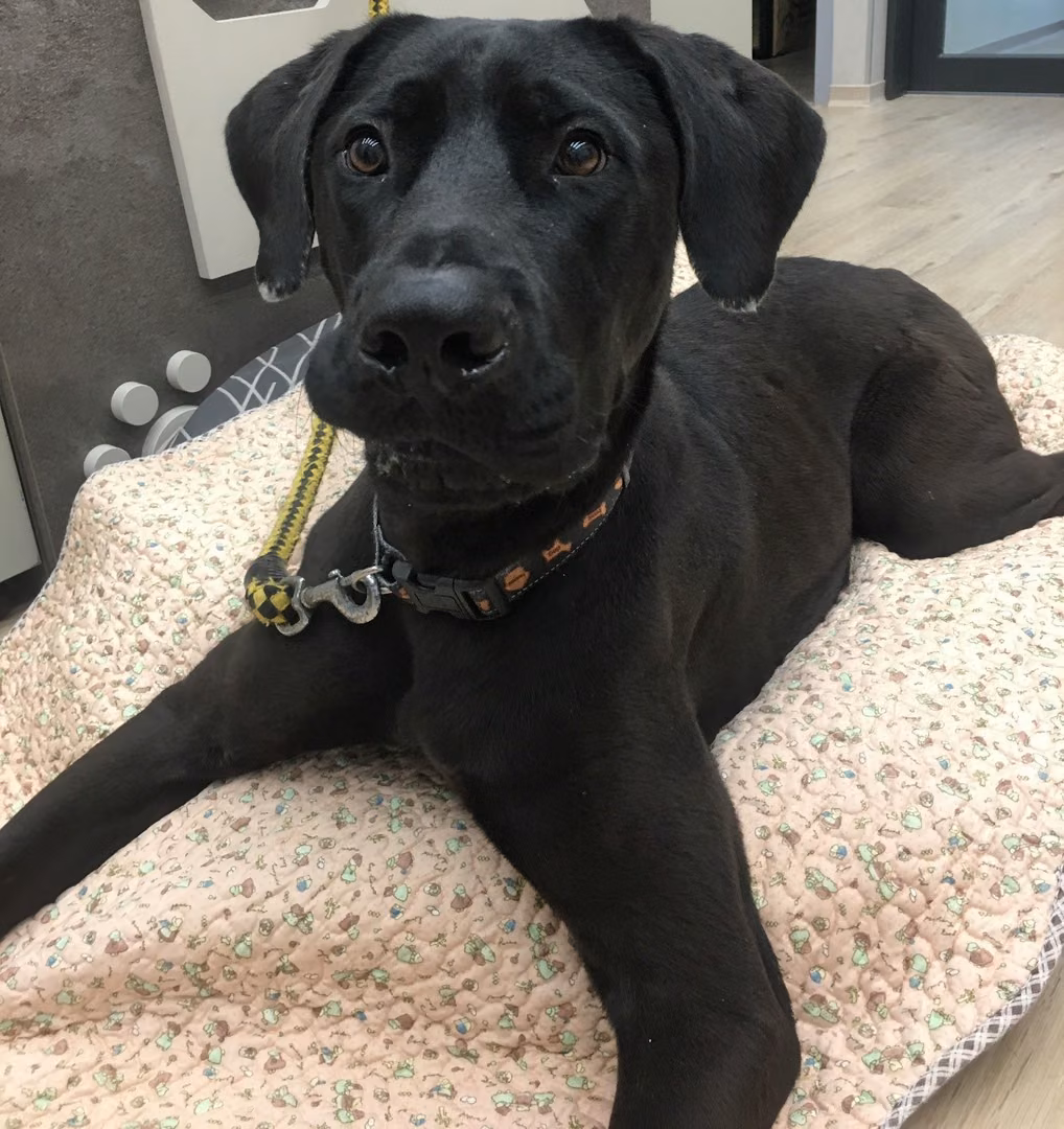 Black adult male mixed-breed dog, Large, shelter no. …3002
