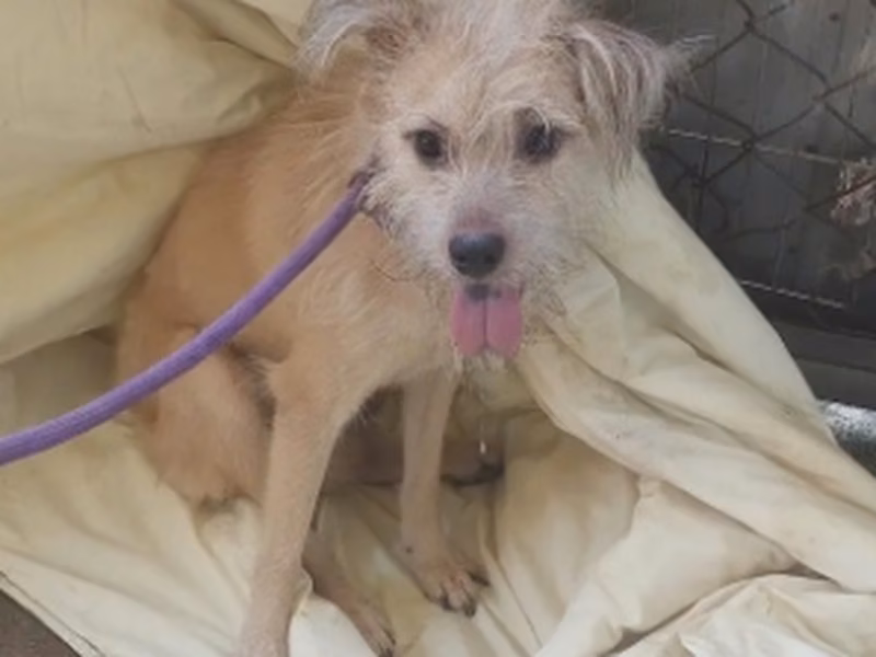 Cream adult male mixed-breed dog, Medium, shelter no. …1002