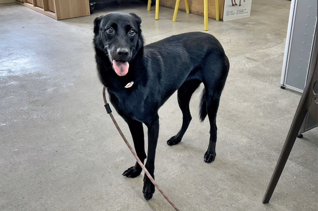Black adult female mixed-breed dog, Medium, shelter no. …0502