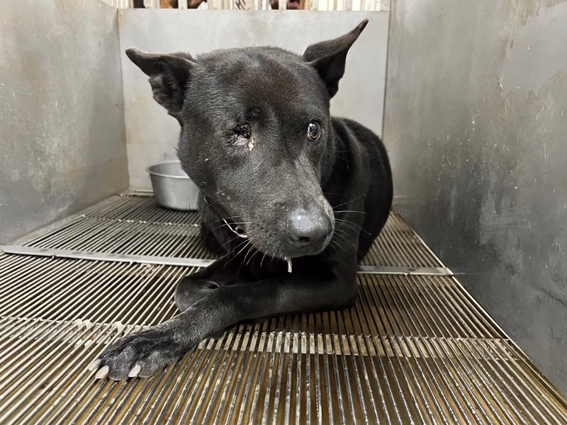 Black adult male mixed-breed dog, Medium, shelter no. …4001