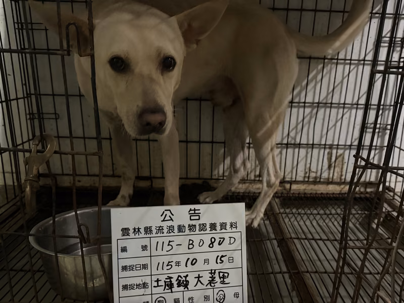 Perro mestizo macho adulto (crema), Grande, refugio n.º …080D