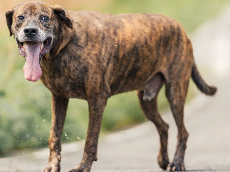 Tabby adult male mixed-breed dog, Large, shelter no. …6003