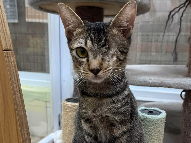Gato mestizo macho joven (atigrado), Mediano, refugio n.º …5-01