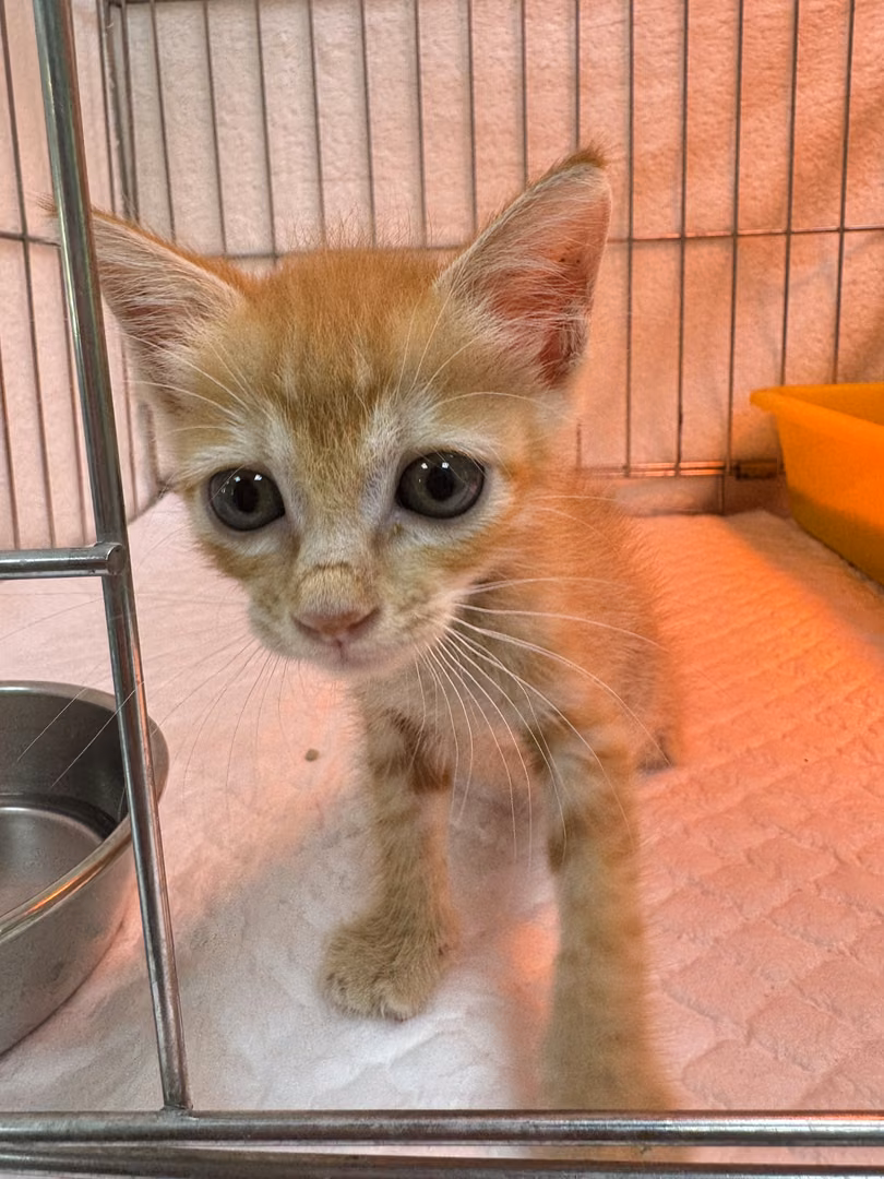 Orange tabby young female mixed-breed cat, Small, shelter no. …2001