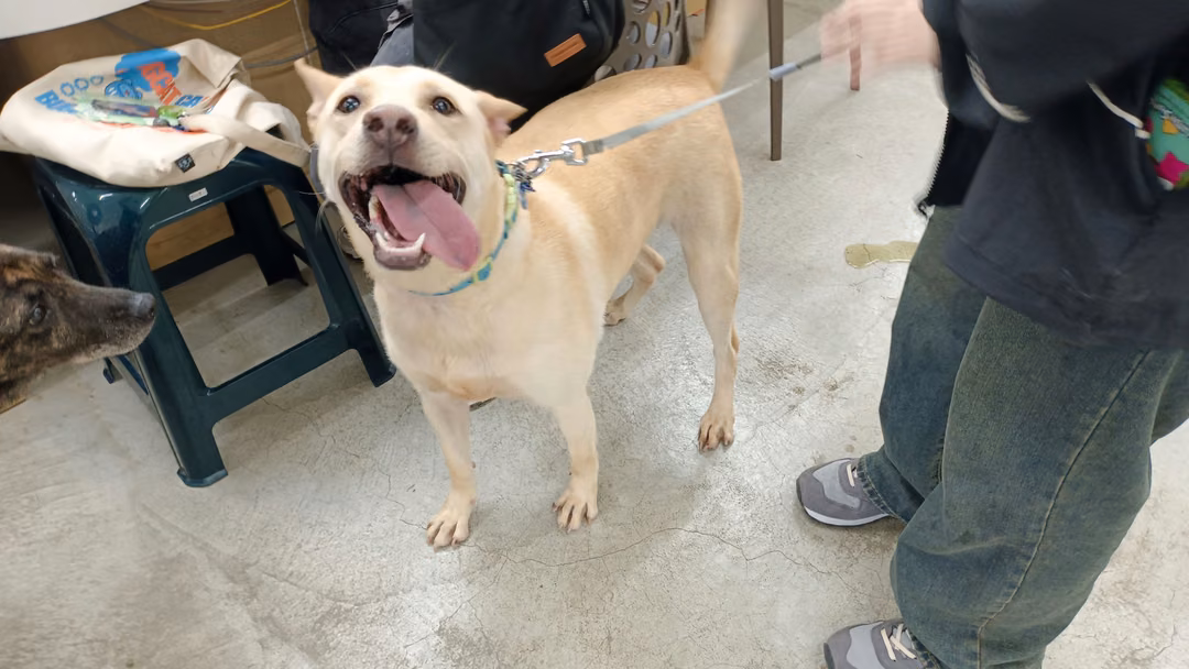 Cream adult female mixed-breed dog, Large, shelter no. …1201