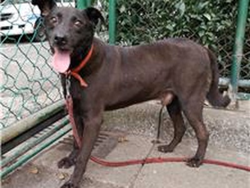 Black young male mixed-breed dog, Small, shelter no. …1406