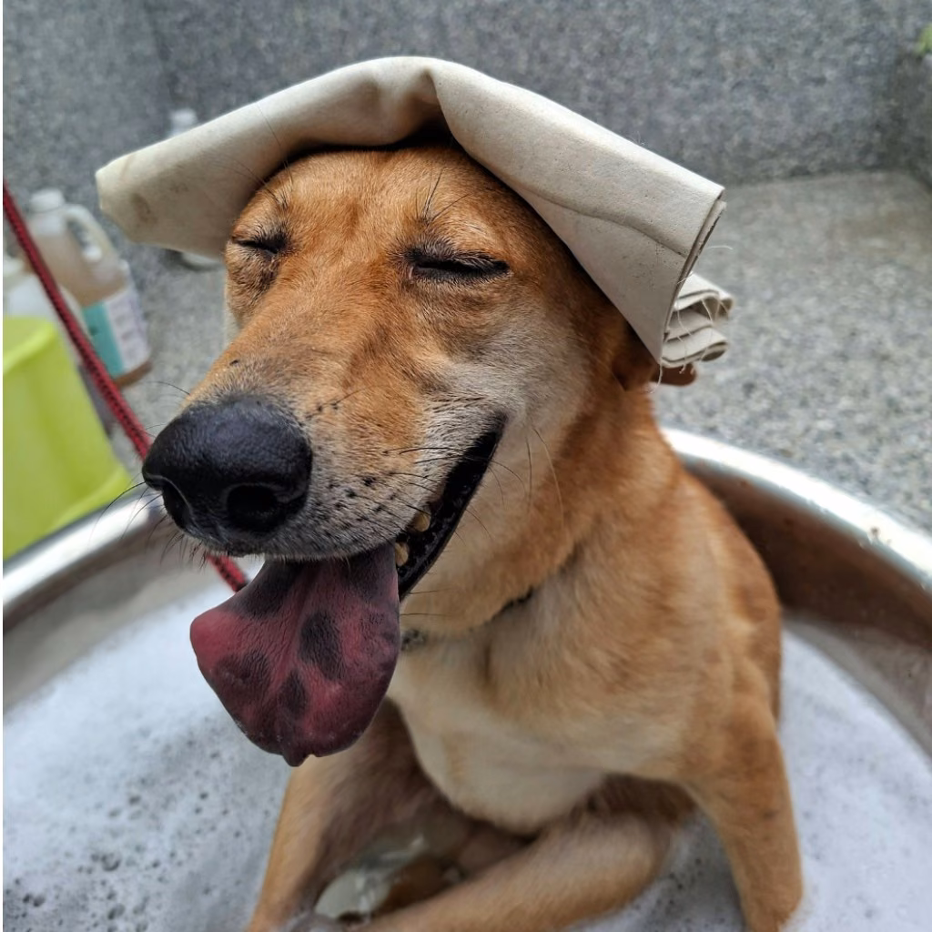 Brown adult female mixed-breed dog, Medium, shelter no. …0-18