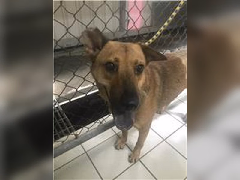 Tan adult female mixed-breed dog, Small, shelter no. …1208