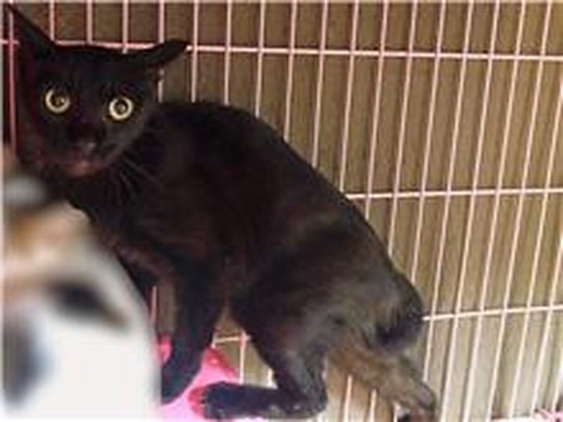 Black adult female mixed-breed cat, Medium, shelter no. …0106
